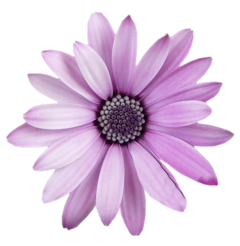 View Transparent Background Png Image Transparent Background Flowers Png Images